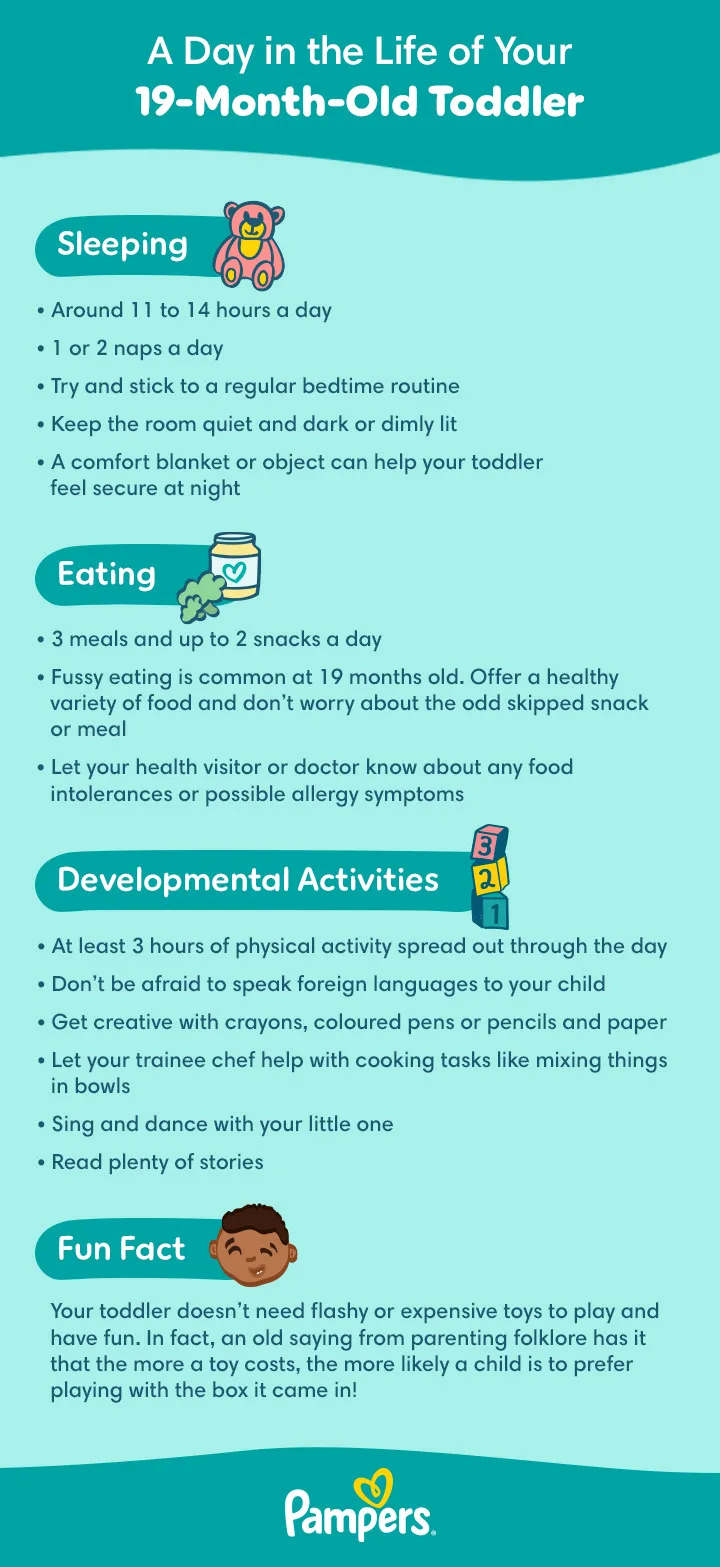 19 Month Old Milestones &amp; Sleep Schedule Guide | Pampers UK