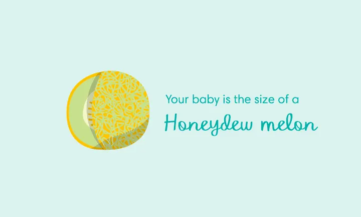 Your baby is the size of a honeydew melon