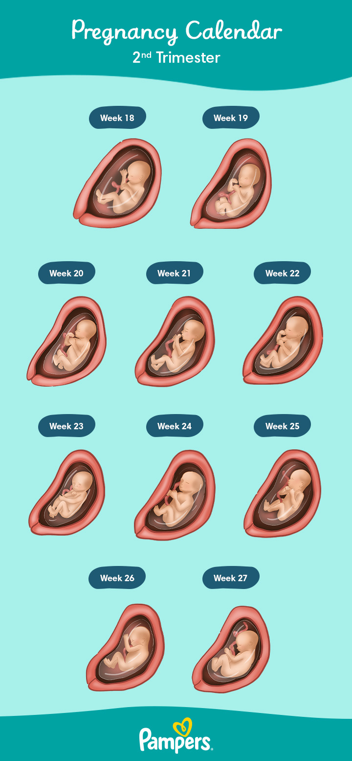 Second Trimester of Pregnancy: Symptoms & Checklist