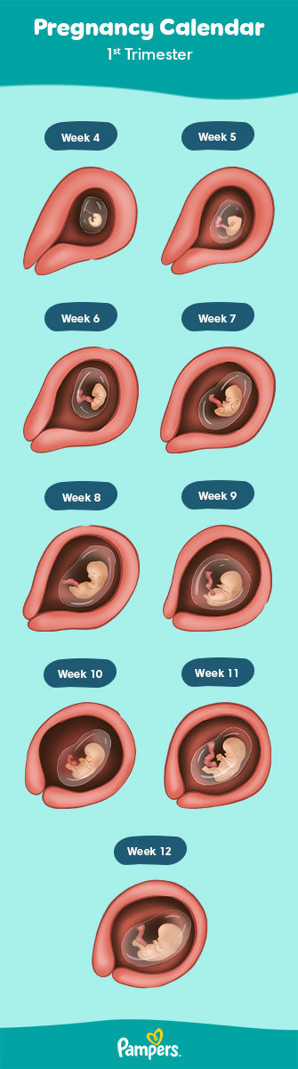 First Trimester of Pregnancy