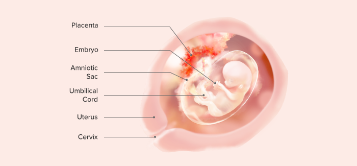 Embrione a 11 settimane di gravidanza