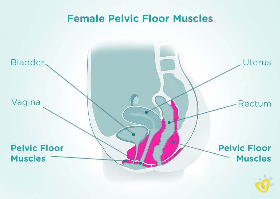 Floor female pelvic muscles What Is