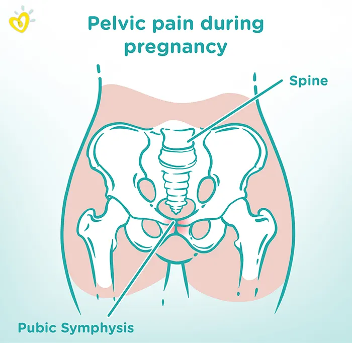 Pubic symphysis joint