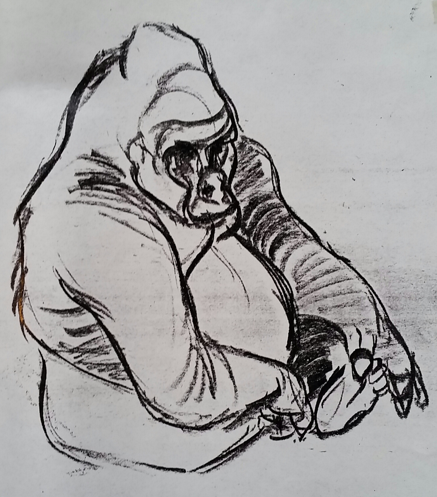 Ted Ty - Nemoland - personal sketches - gorilla