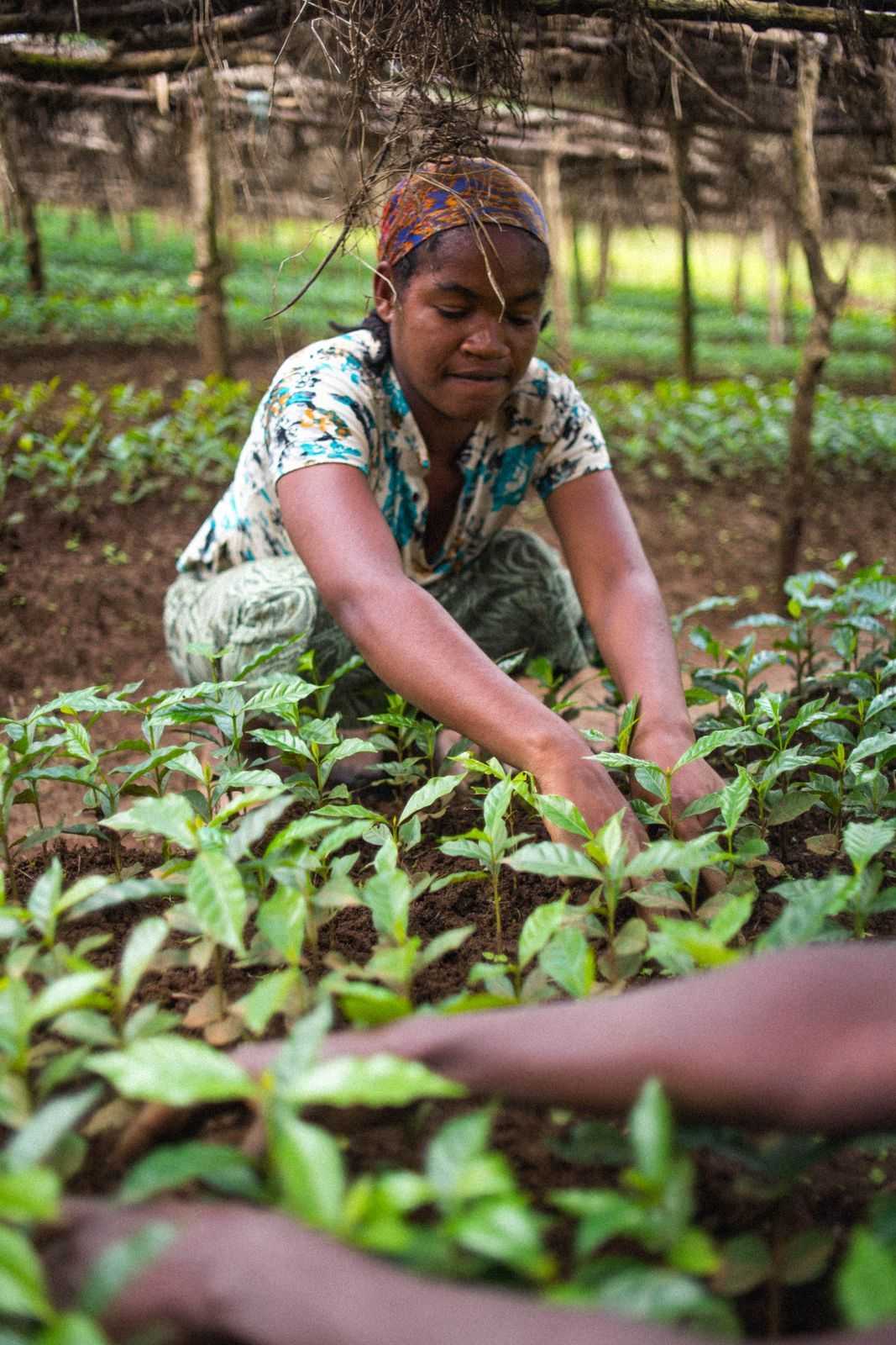 Ethiopia — Origin Spotlight Allpress Espresso