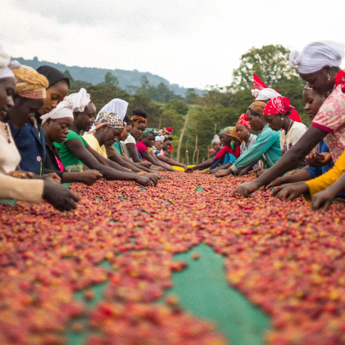 Ethiopia — Origin Spotlight Allpress Espresso