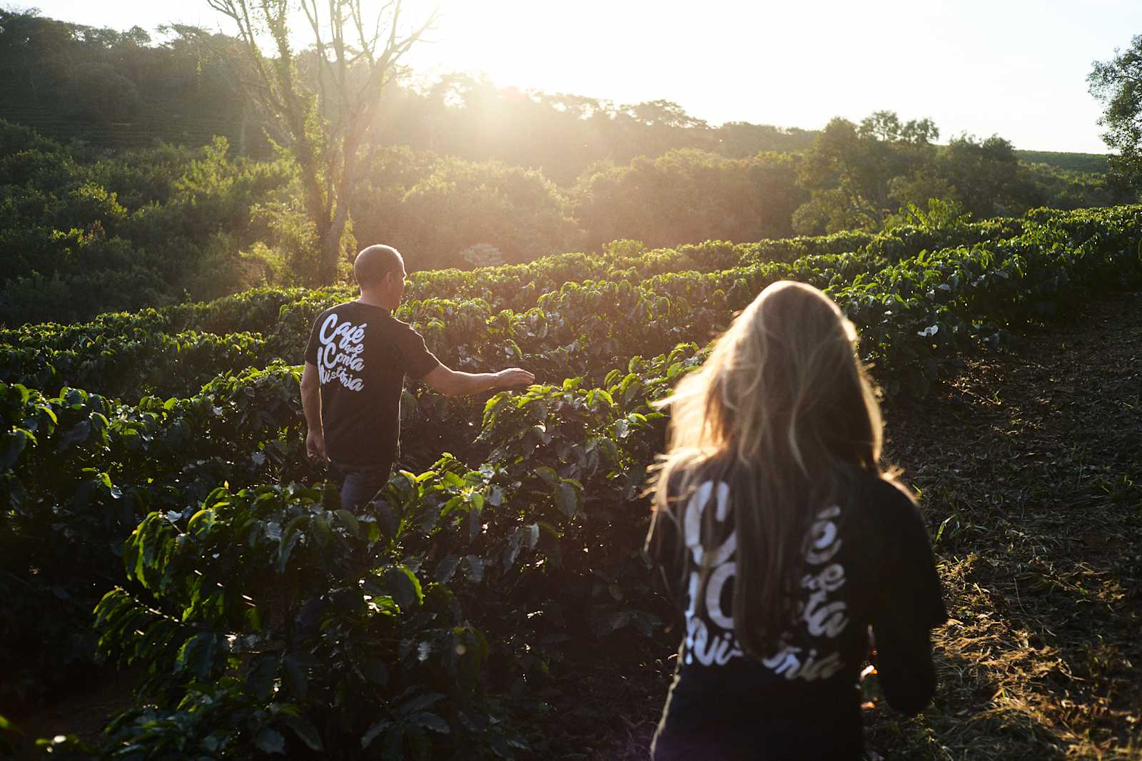 Explaining the “C Market” | Allpress Espresso