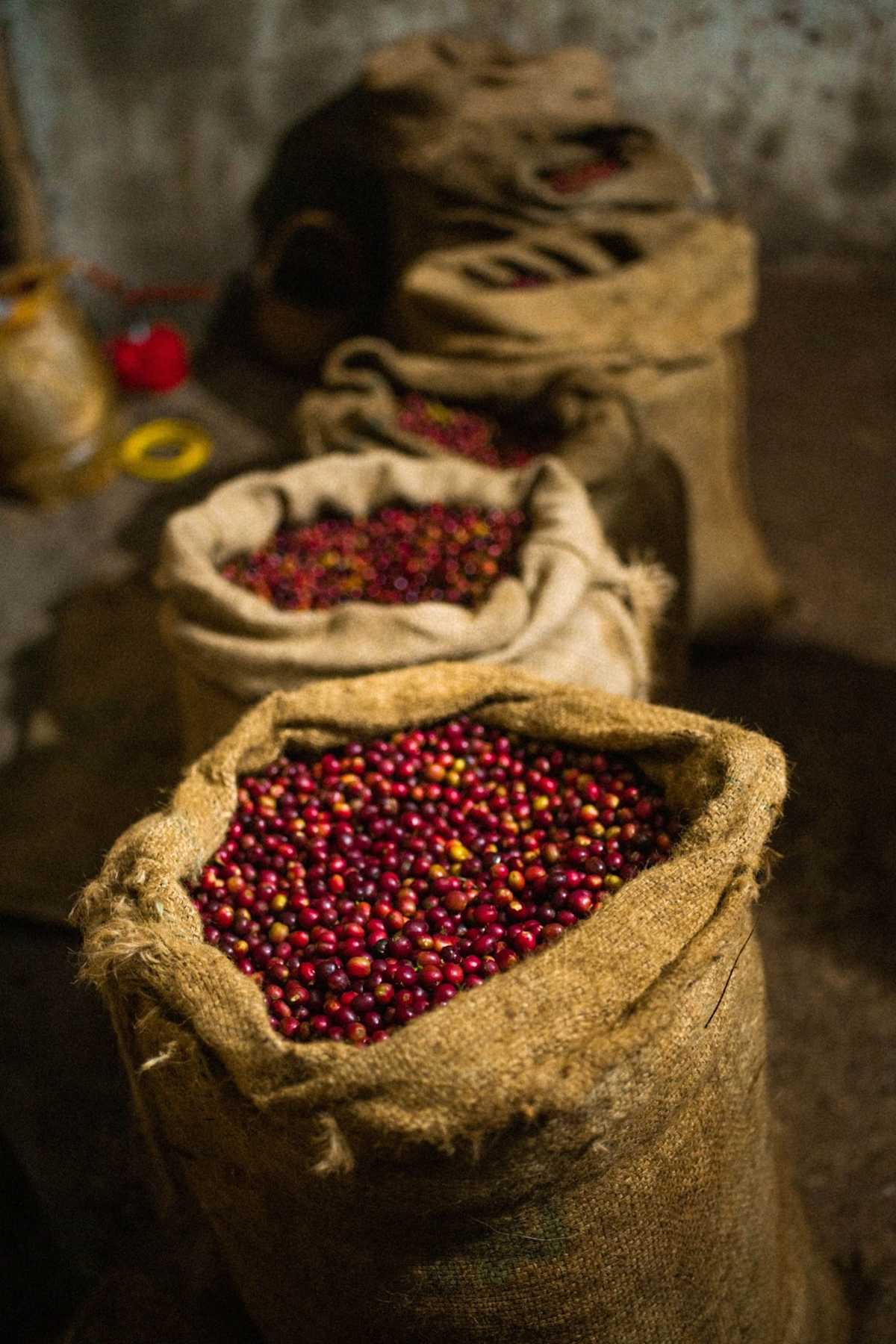 Ethiopia — Origin Spotlight Allpress Espresso