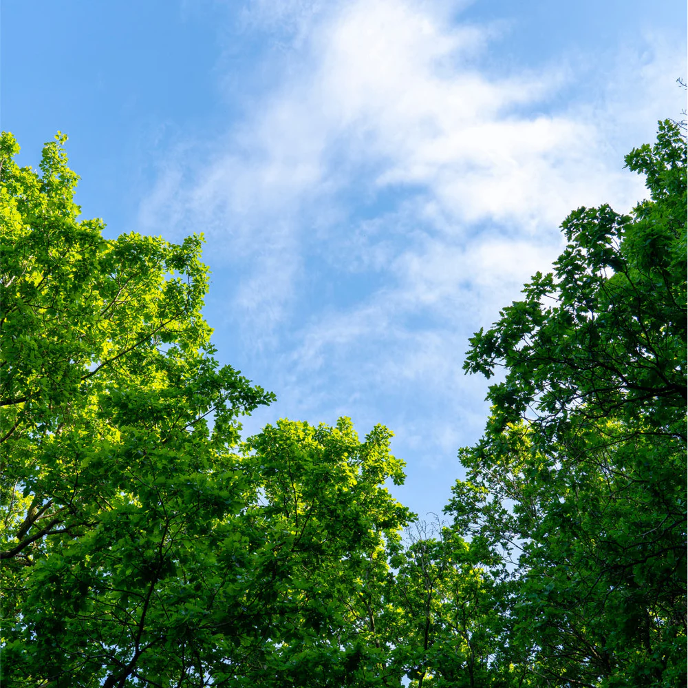 Image a9621458-2250-4a9e-8e1f-ed12669b05ed