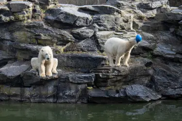Die beiden Eisbären freuen sich sichtlich über die mitgebrachten Leckereien