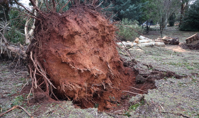 Tree uprooted at Trentham Golf Club.