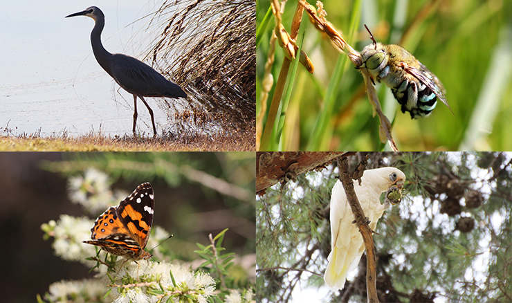 Some of the native insect and animal species at Glenelg. Top left: a white-faced heron. Top right: a blue banded bee. Bottom left: an Australian painted lady. Bottom right: a corella. Photos: Monina Gilbey.