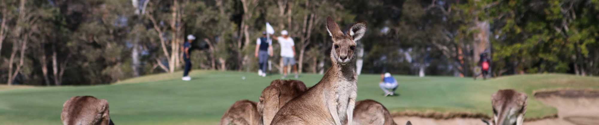 Kangaroos at Gailes Golf Club