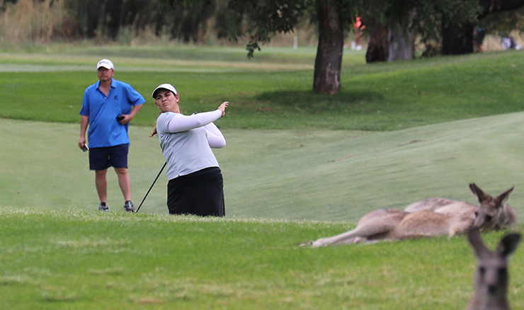 Justice Bosio in action amongst the kangaroos at Cobram Barooga Golf Club.