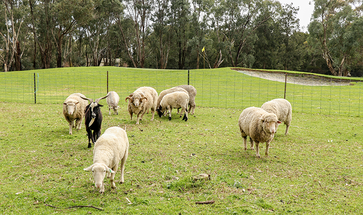 The animals roam in an out-of-play area beside a green at Eastern Sward Golf Club.