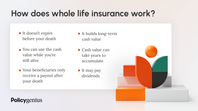 How does whole life insurance work: infographic