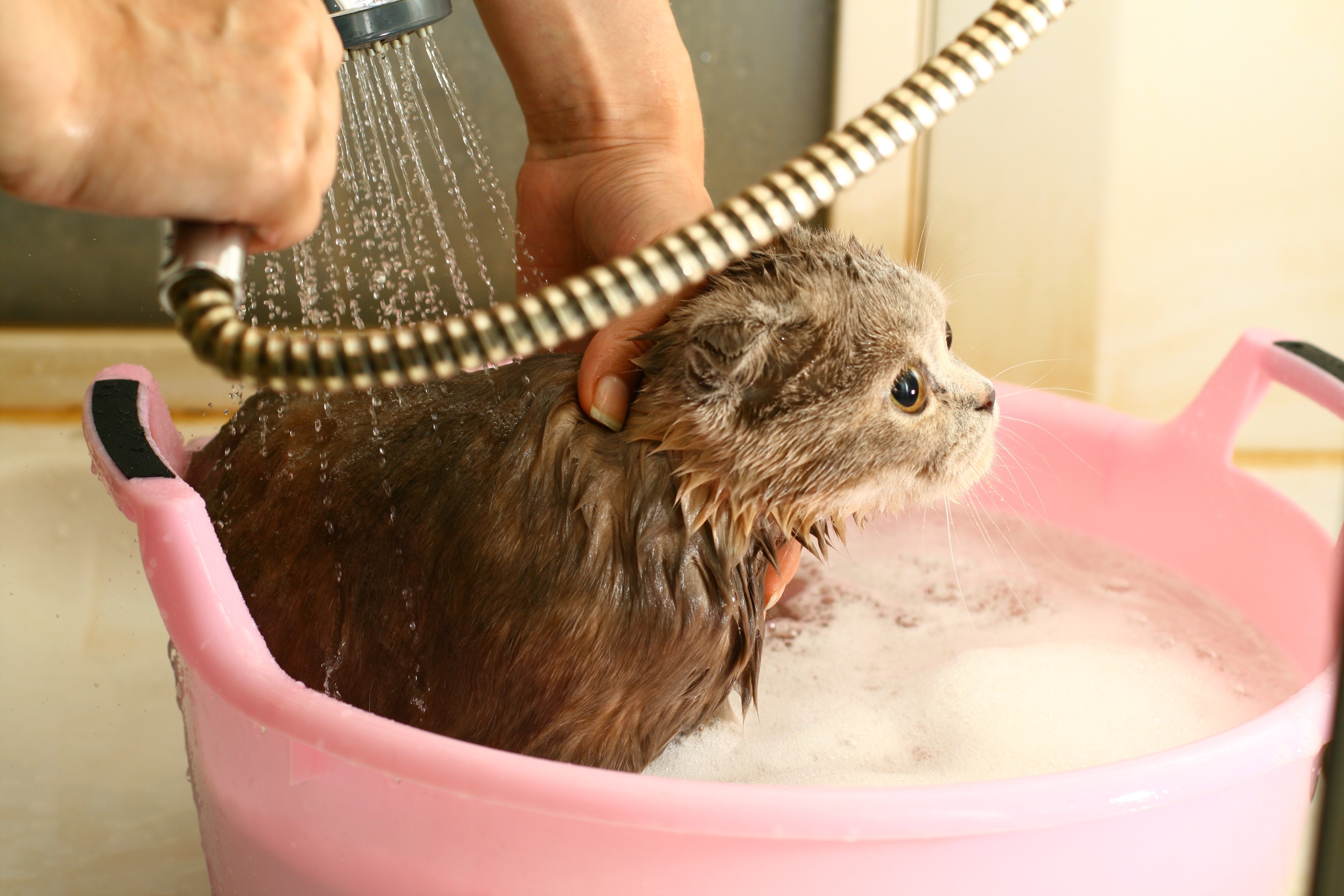 Is It Really Ok To Bathe Your Cat, How To Keep Cat Out Of Bathtub