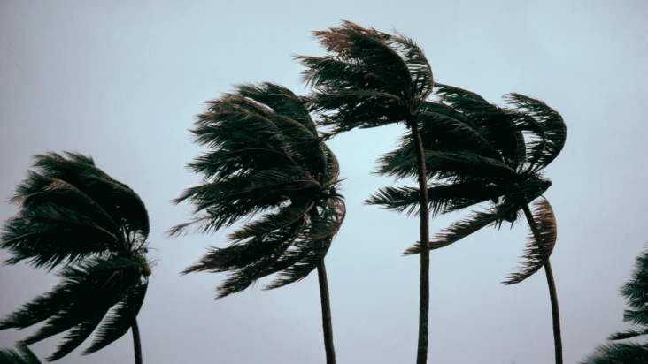 hurricane palm trees