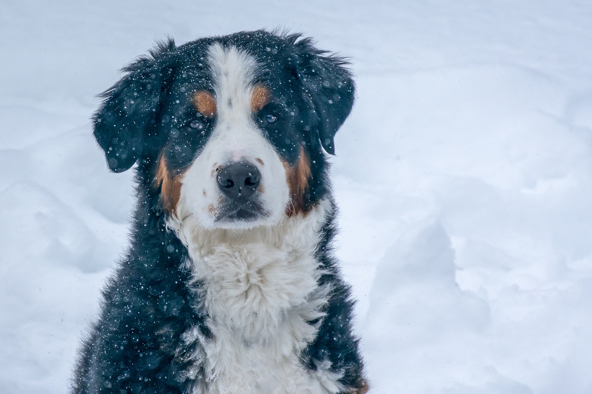 how do you tire out a dog in the winter