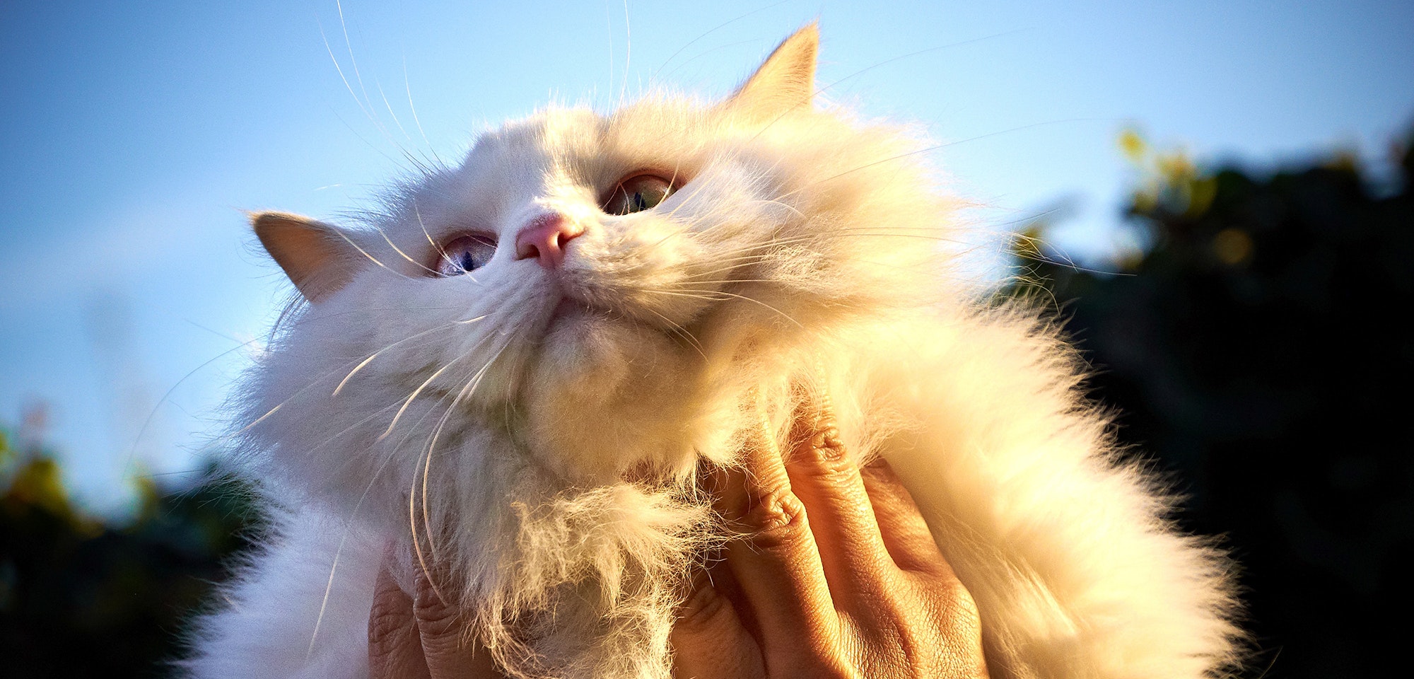 kitten starter kit argos