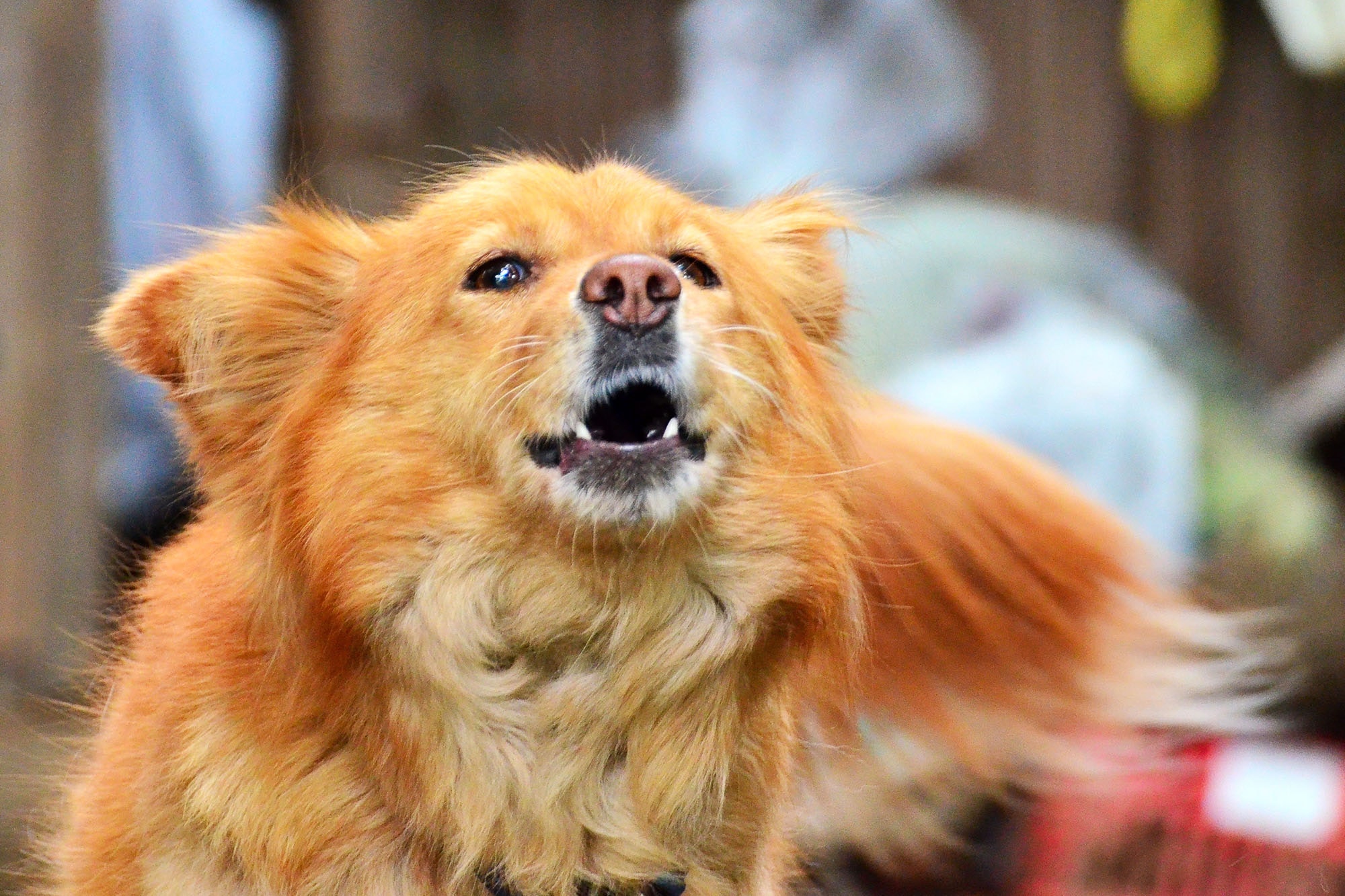 caesar millan dog barking
