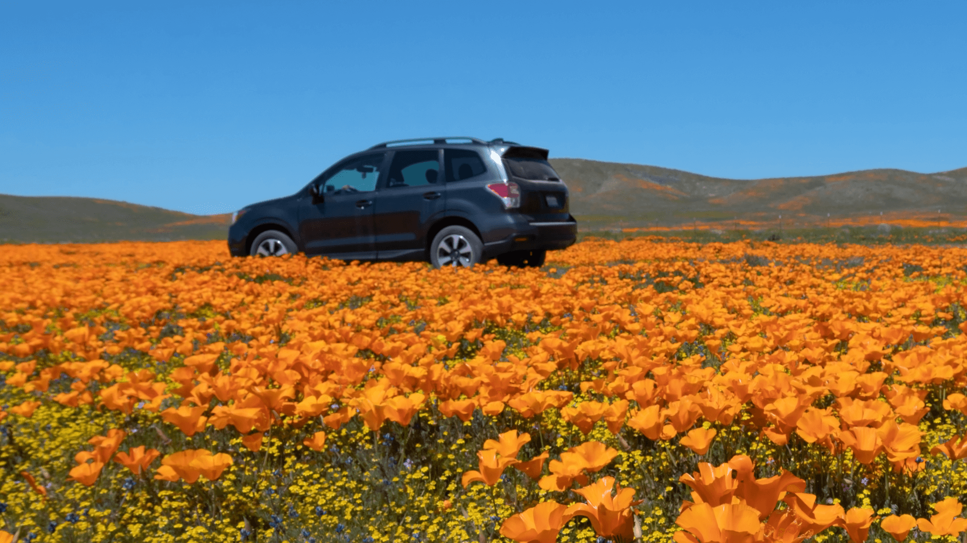 Driving through poppy field