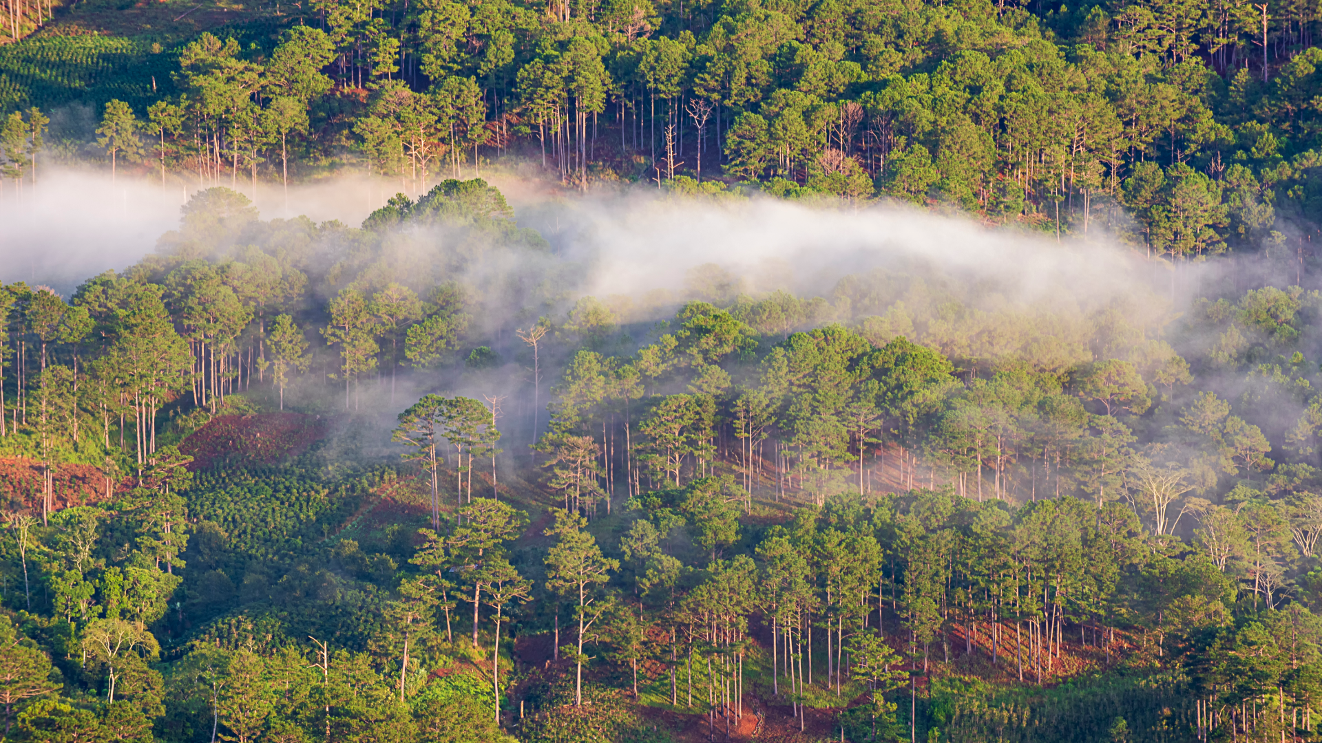 Forest with clouds passing - Getty Images Khanh Bui