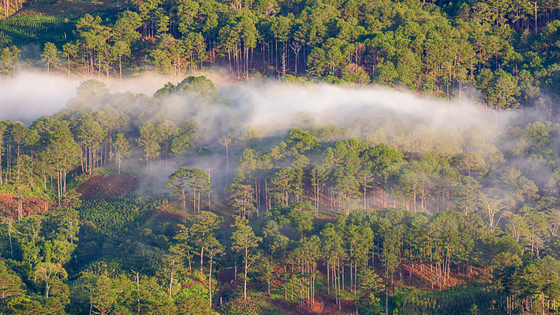 Forest with clouds passing over