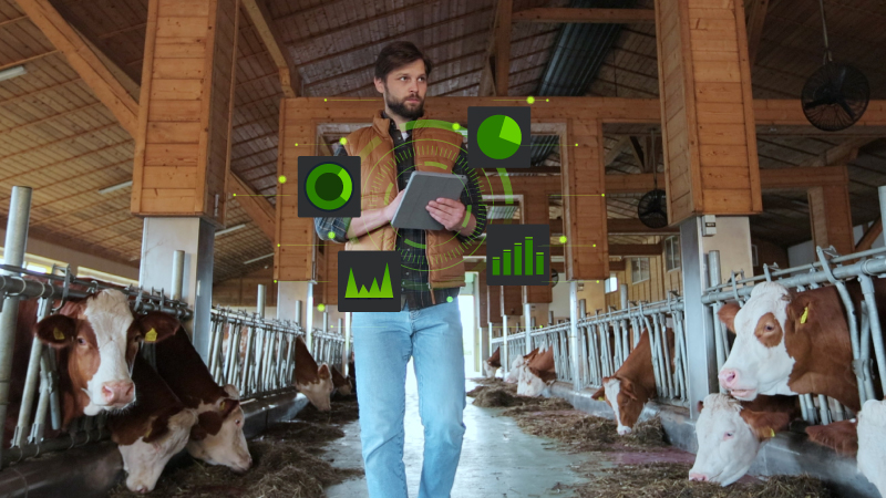 View of person holding tablet in barn with cattle on either side of him.