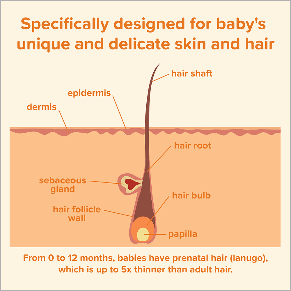 Diagram of baby's hair and skin layers, showing epidermis, dermis, hair shaft, hair root, hair bulb, papilla, hair follicle wall, and sebaceous gland, with text explaining baby's delicate skin and hair.