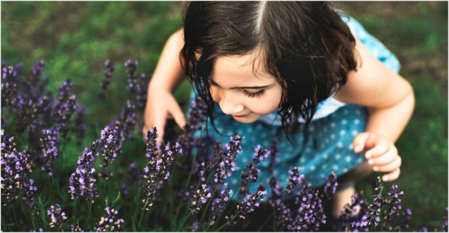 A young girl leans forward, smelling blooming lavender flowers in a green garden, while wearing a blue polka-dotted dress.