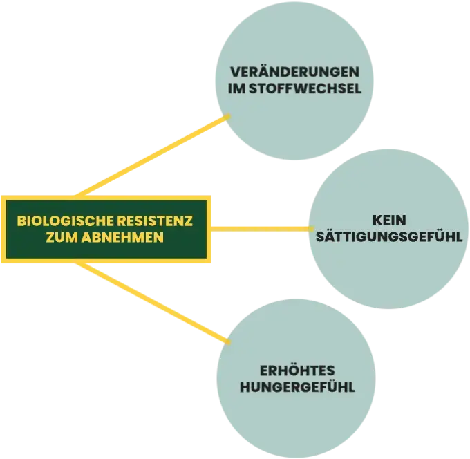 Diagramm erklärt die bologische Resistenz zum Abnehmen mit drei Punkten: Veränderungen im Stoffwechsel, Kein Sättigungsgefühl und Erhöhtes Hungergefühl