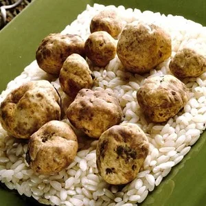 https://images.ctfassets.net/3vz37y2qhojh/27sCK1R3e4UsQ2AGaaaUyG/3bfdf2a1945c81bc61d018e1d4ac41bc/Winter-white-truffles-from-white-truffle-oil.jpg?w=750&fit=fill&fm=webp