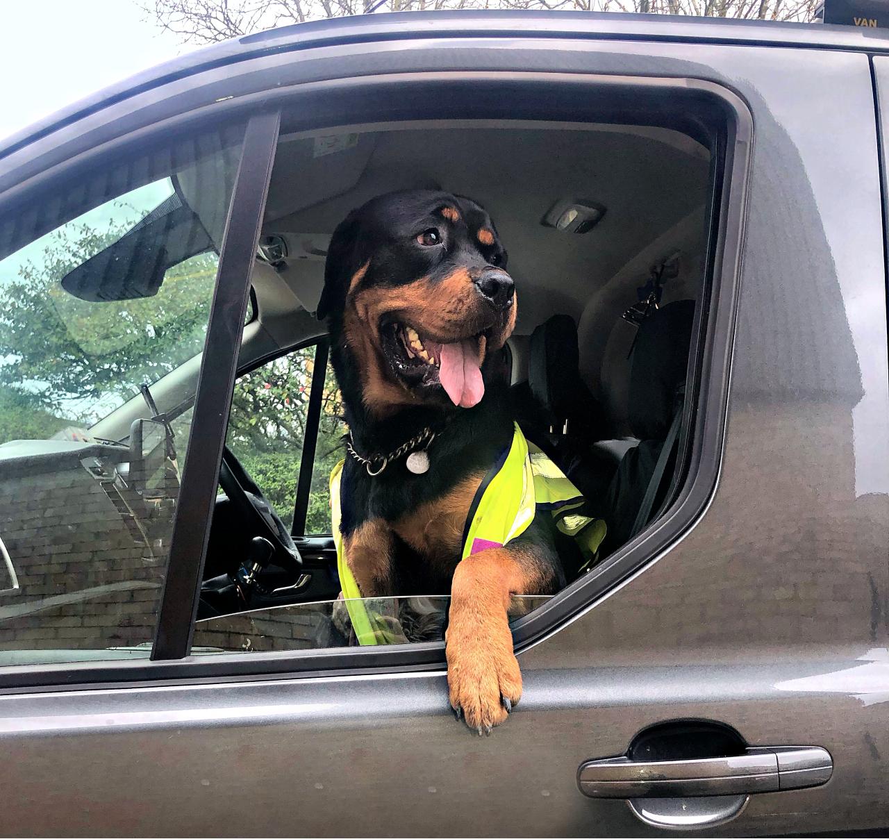 Who's a van man's best friend? a dog!