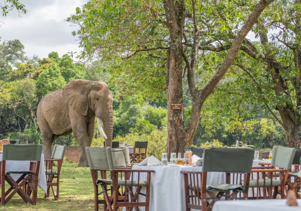 Governors-Camp _elephant