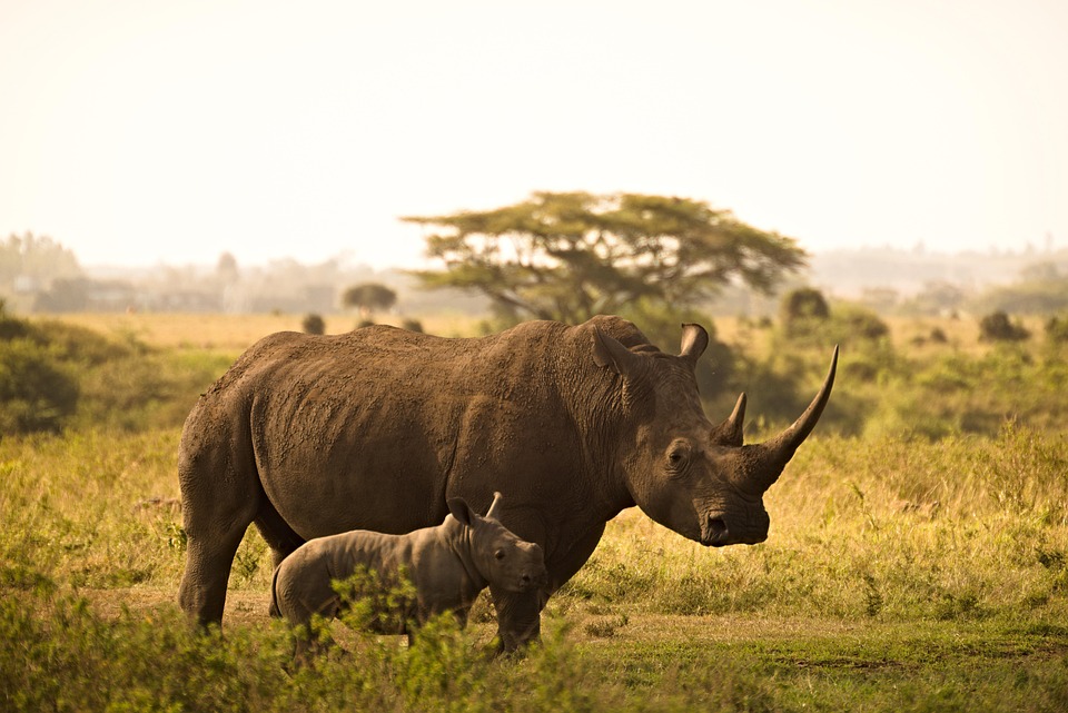 Diani Beach to Tsavo West Safari : Wildlife Highlights and Best Viewing Times