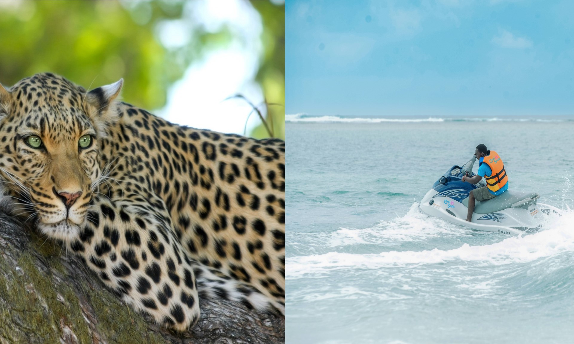 Water Sports and Wildlife! Maximizing Your Diani Beach Safari Vacation in 5 Days