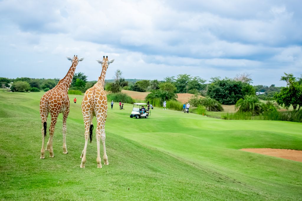 Giraffes at Vipingo Ridge