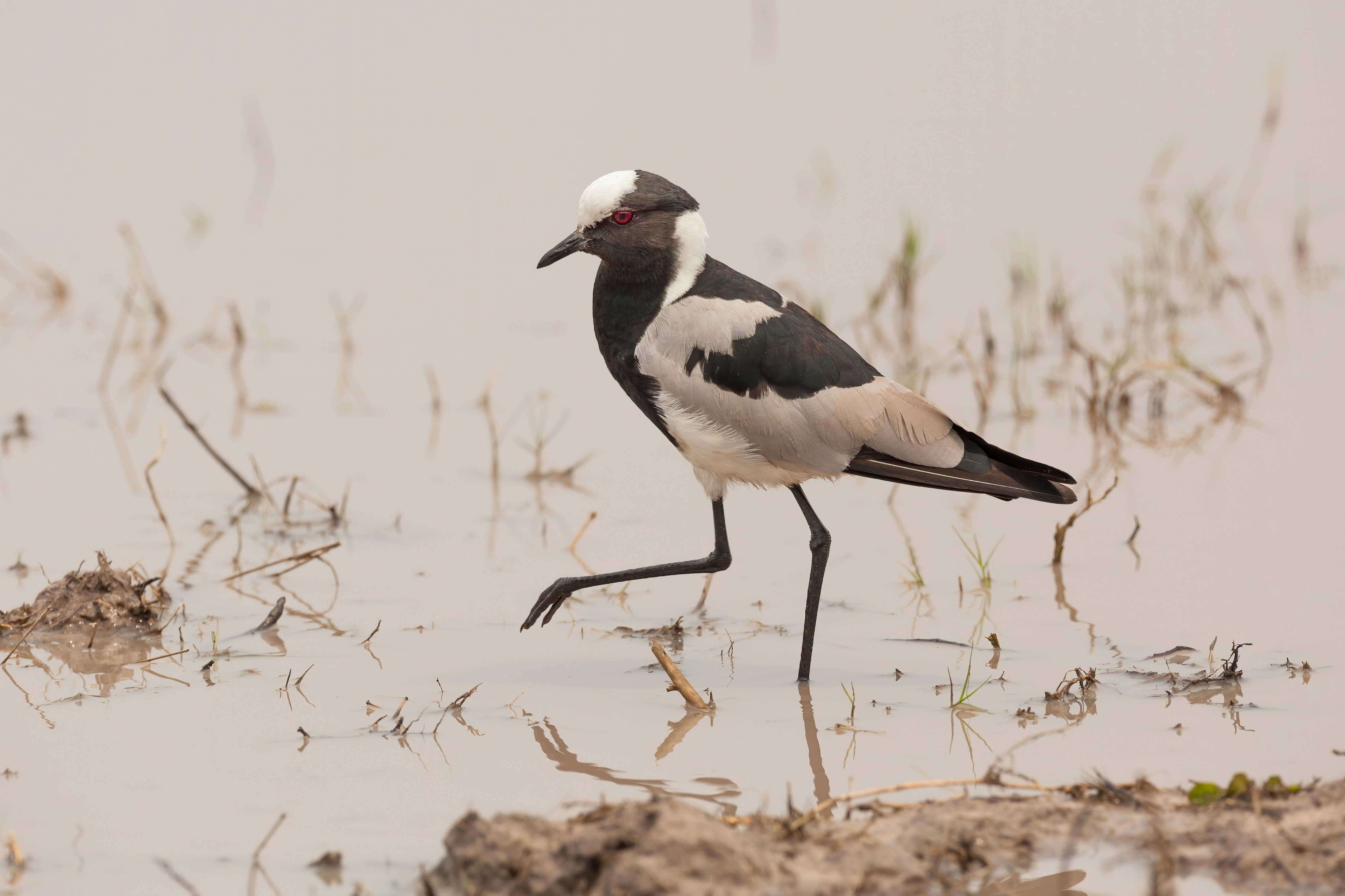 Okavango Delta
