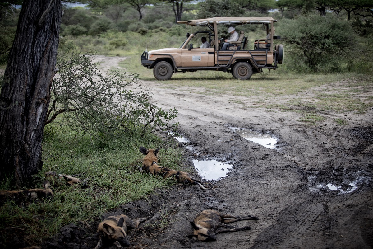 African Wild Dogs on a safari