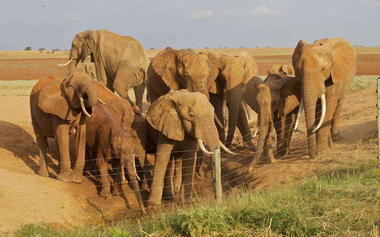 Diani Beach to Tsavo East Safari: Wildlife Highlights and Best Viewing Times