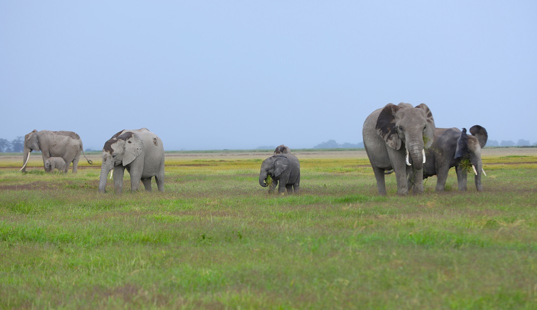 Amboseli