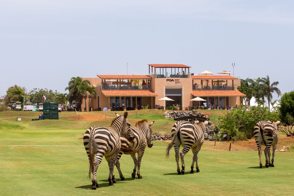Zebras at Vipingo Ridge
