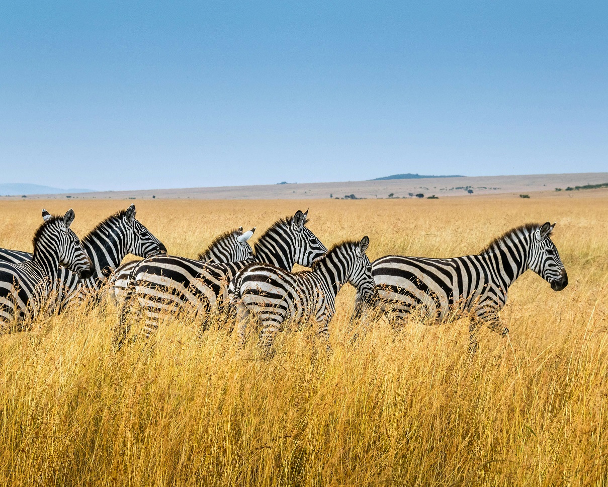 Budget Safaris