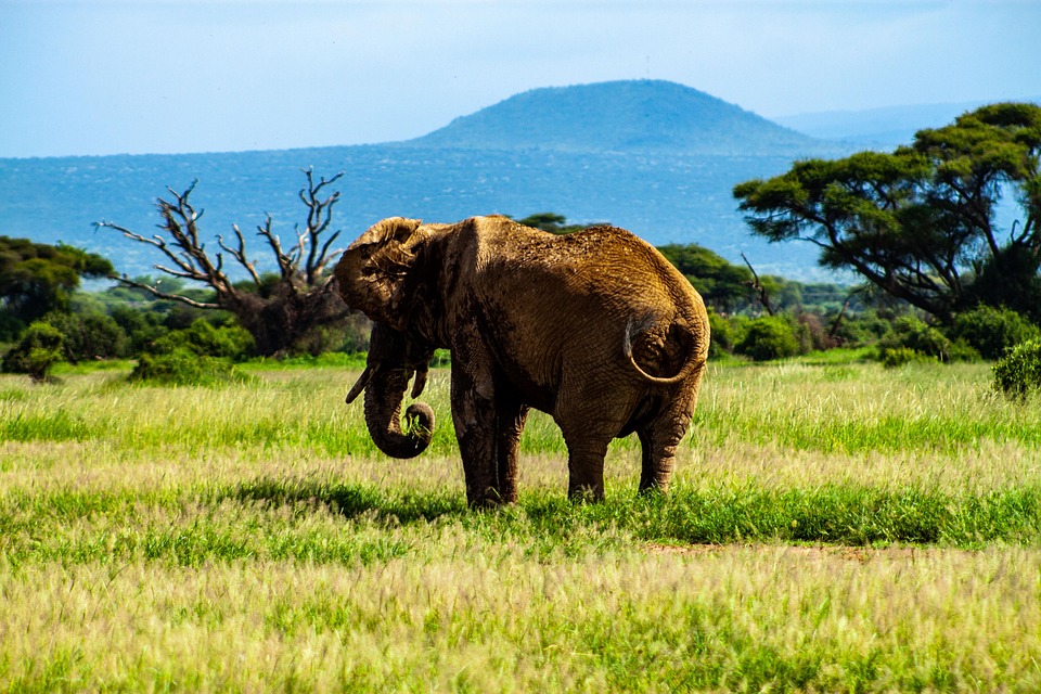 Experience the Magic: Your Diani Beach to Amboseli Safari Adventure Awaits!