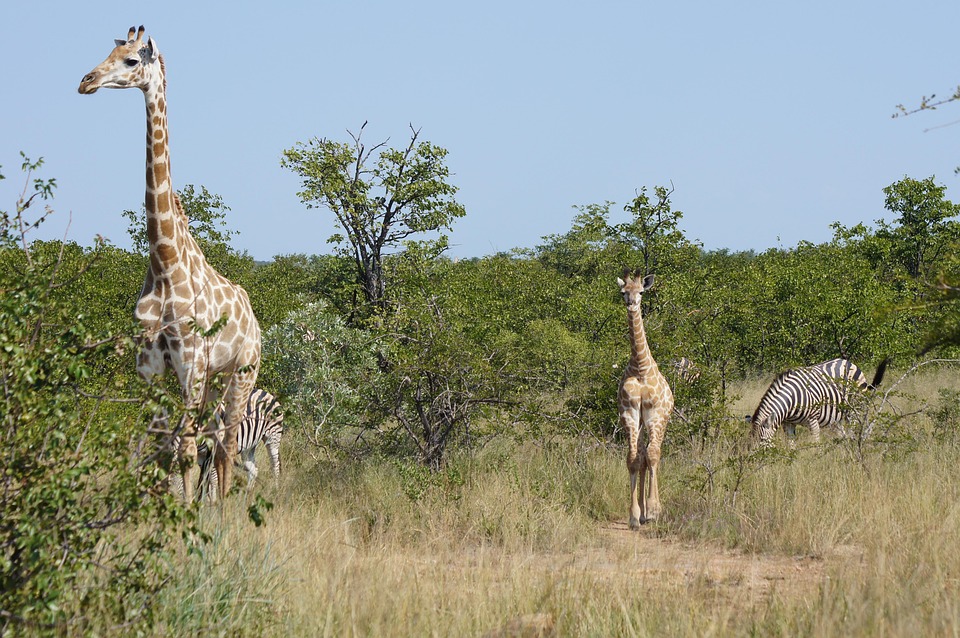 Adventure Safaris from Diani Beach  