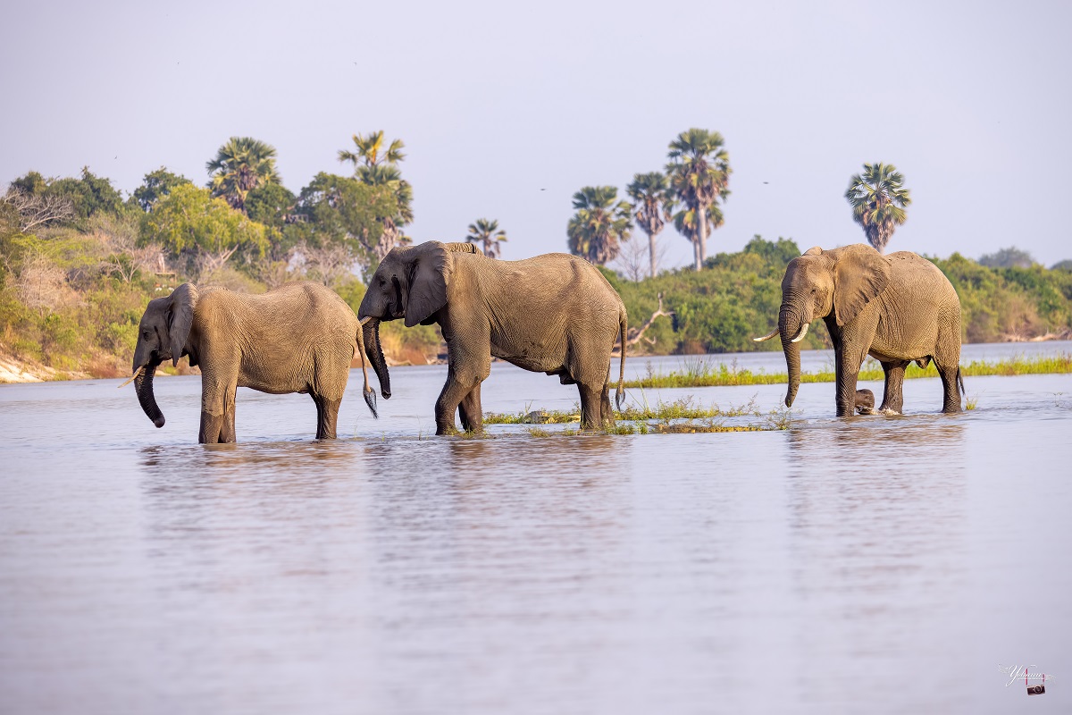 Elephants on river Rufiji at Selous