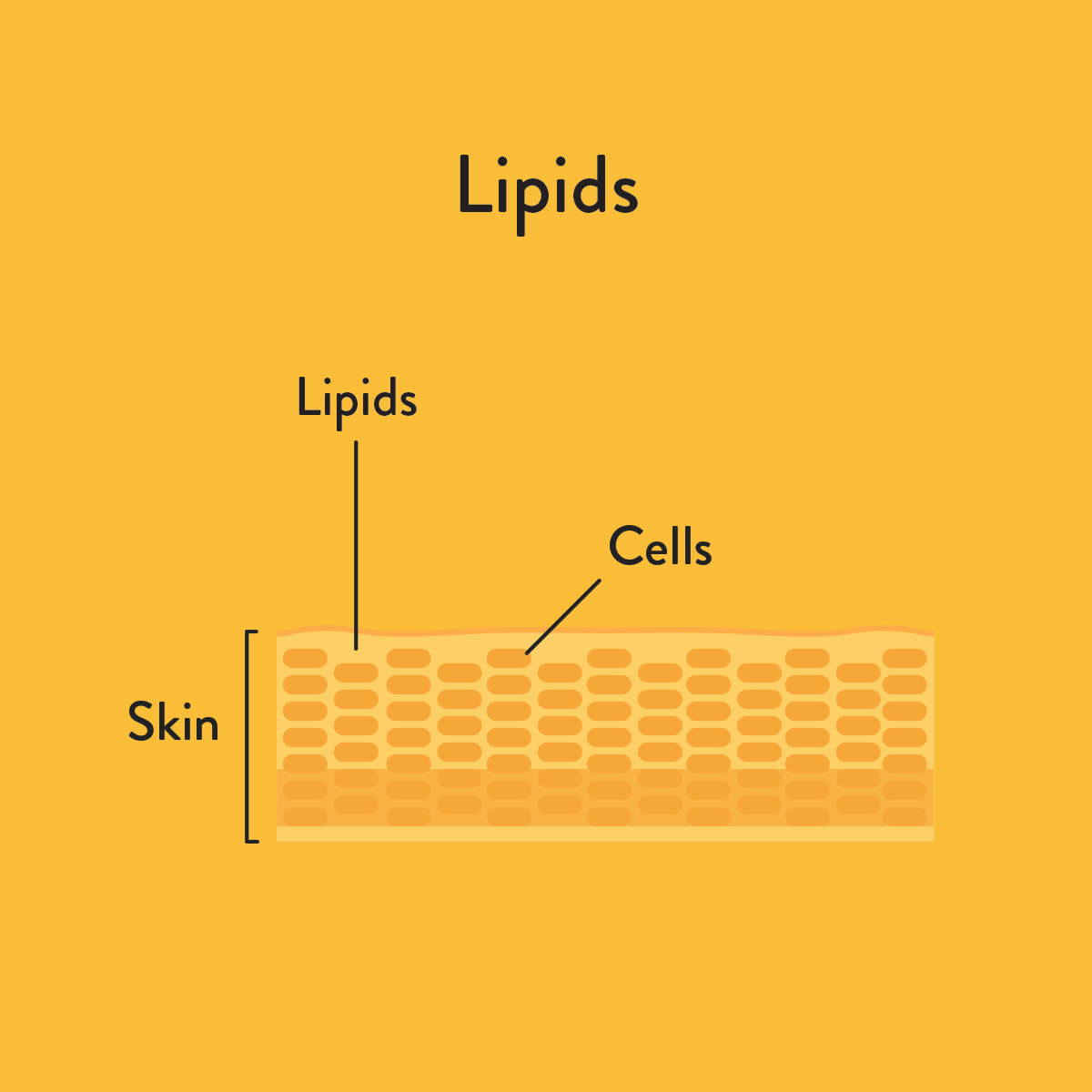 Lipids