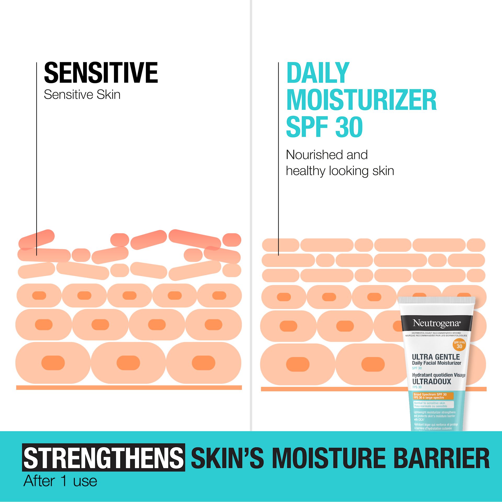 Illustration of how Neutrogena® Ultra Gentle Moisturizer WITH SPF 30 strengthens sensitive skin's moisture SPF 30 barrier after one use