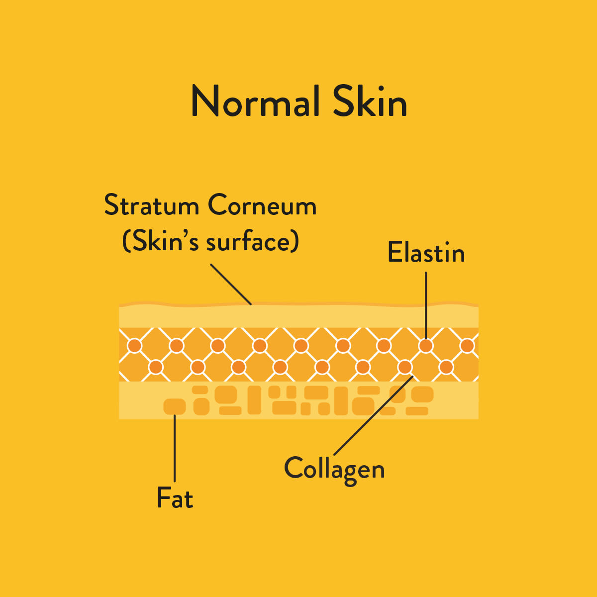 Normal Skin